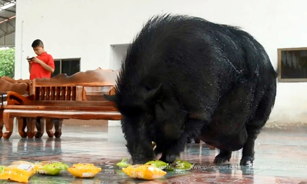 หมูป่าแสนรู้ ชอบกินขนมปังสอดไส้ อ้วนฉุหนักเกือบ 200 โล หมูป่าแสนรู้ ชอบกินขนมปังสอดไส้ อ้วนฉุหนักเกือบ 200 โล