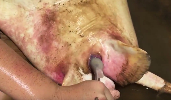 คลิปนาทีอัศจรรย์ เด็ก 12 ช่วยทำคลอดปลากระเบน คลิปนาทีอัศจรรย์ เด็ก 12 ช่วยทำคลอดปลากระเบน