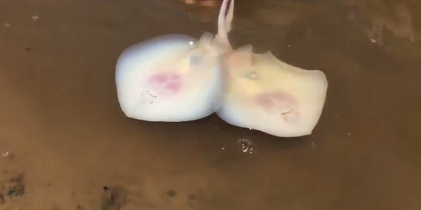 คลิปนาทีอัศจรรย์ เด็ก 12 ช่วยทำคลอดปลากระเบน คลิปนาทีอัศจรรย์ เด็ก 12 ช่วยทำคลอดปลากระเบน