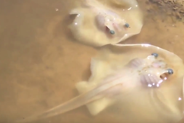 คลิปนาทีอัศจรรย์ เด็ก 12 ช่วยทำคลอดปลากระเบน คลิปนาทีอัศจรรย์ เด็ก 12 ช่วยทำคลอดปลากระเบน