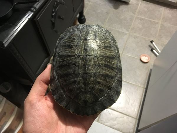 ผีอาฆาต ผีอาฆาต