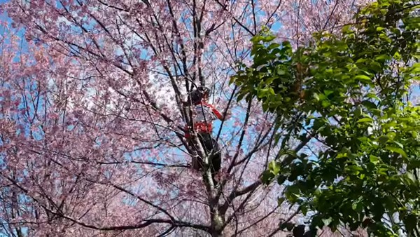 นักท่องเที่ยวปีนต้นพญาเสือโคร่ง นักท่องเที่ยวปีนต้นพญาเสือโคร่ง