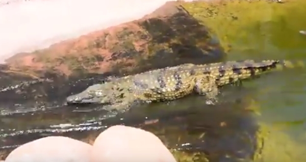 จระเข้เล่นสไลเดอร์ จระเข้เล่นสไลเดอร์