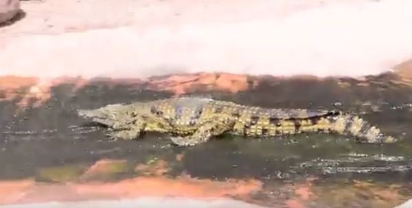 จระเข้เล่นสไลเดอร์ จระเข้เล่นสไลเดอร์