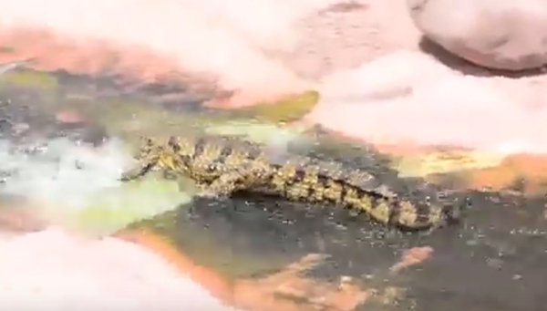 จระเข้เล่นสไลเดอร์ จระเข้เล่นสไลเดอร์