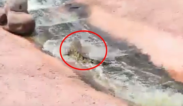 จระเข้เล่นสไลเดอร์ จระเข้เล่นสไลเดอร์