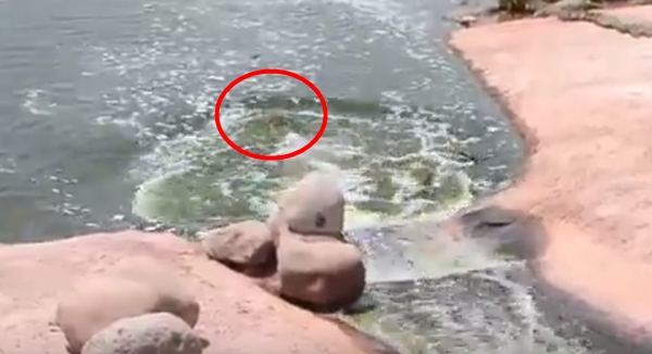 จระเข้เล่นสไลเดอร์ จระเข้เล่นสไลเดอร์