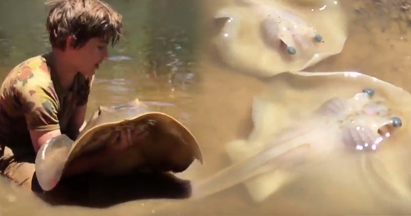 คลิปนาทีอัศจรรย์ เด็ก 12 ช่วยทำคลอดปลากระเบน คลิปนาทีอัศจรรย์ เด็ก 12 ช่วยทำคลอดปลากระเบน