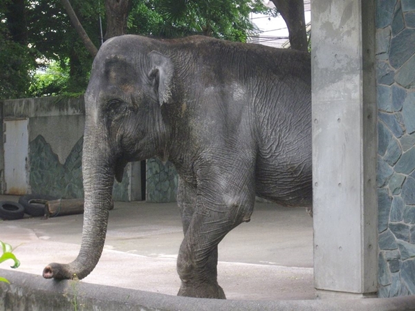 ฮานาโกะ ฮานาโกะ