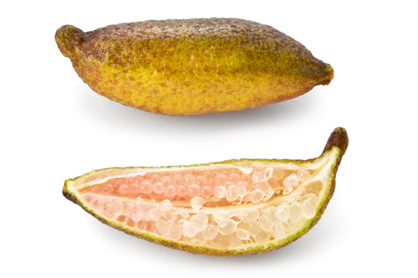 มะนาวนิ้วมือ มะนาวนิ้วมือ