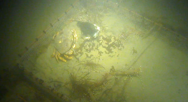 ซากหมู ซากหมู