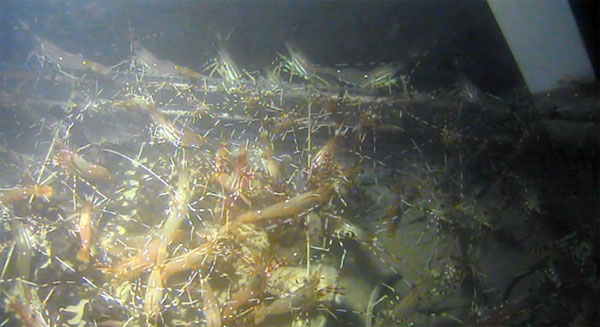 ซากหมู ซากหมู