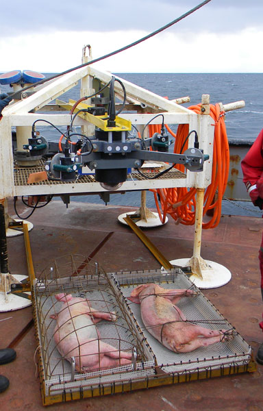 ซากหมู ซากหมู