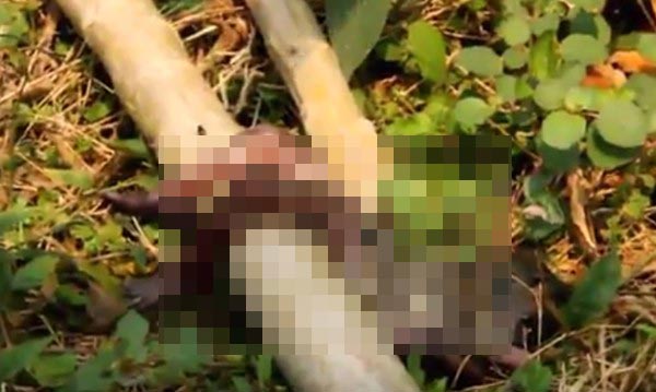 พบศพทารก 7 เดือน พบศพทารก 7 เดือน