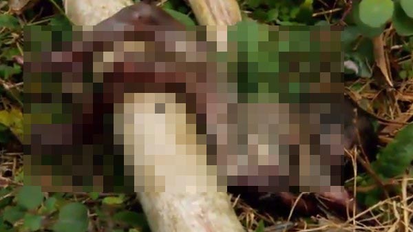 พบศพทารก 7 เดือน พบศพทารก 7 เดือน