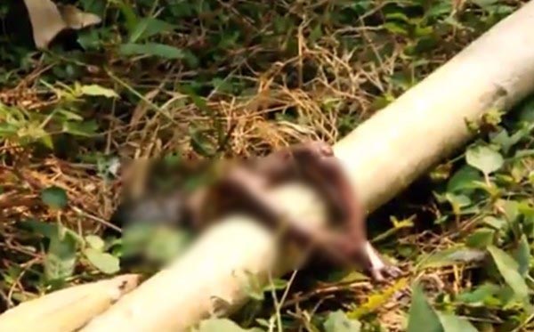 พบศพทารก 7 เดือน พบศพทารก 7 เดือน