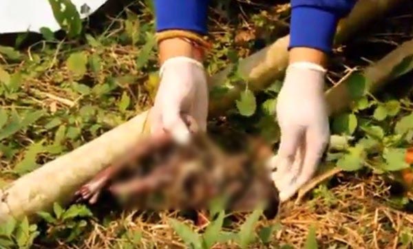 พบศพทารก 7 เดือน พบศพทารก 7 เดือน