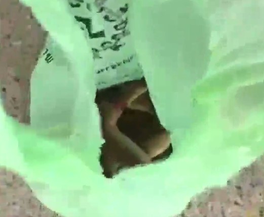 เด็กถูกงูกัด เด็กถูกงูกัด