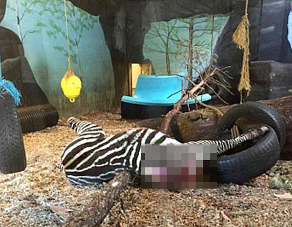 ม้าลาย ม้าลาย