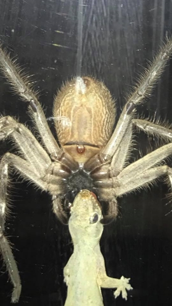 แมงมุม แมงมุม