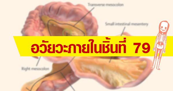 อวัยวะ อวัยวะ