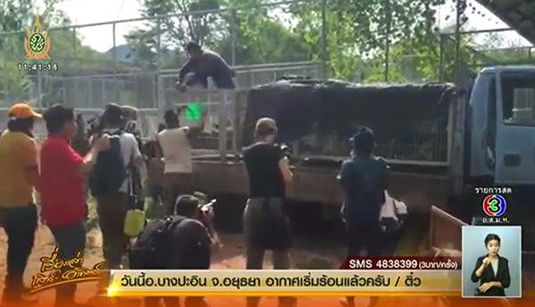 ย้ายเสือวัดป่าหลวงตาบัว ย้ายเสือวัดป่าหลวงตาบัว