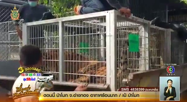 ย้ายเสือวัดป่าหลวงตาบัว ย้ายเสือวัดป่าหลวงตาบัว