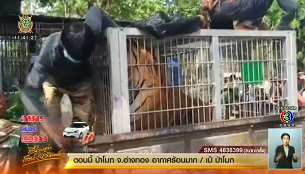ย้ายเสือวัดป่าหลวงตาบัว ย้ายเสือวัดป่าหลวงตาบัว