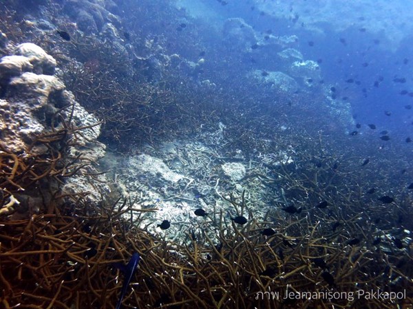 เกาะโลซิน เกาะโลซิน