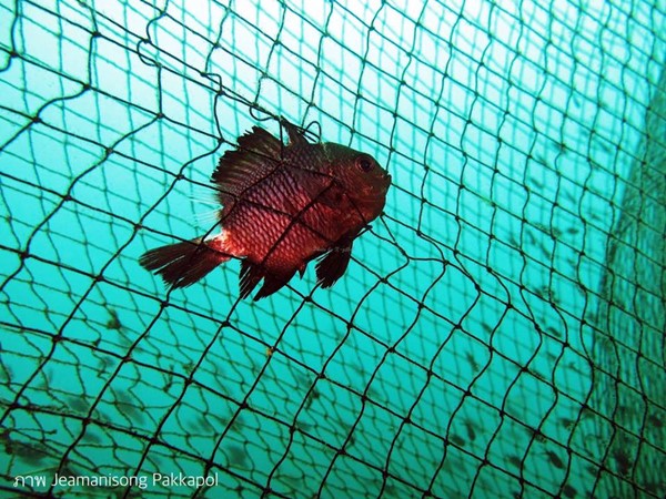 เกาะโลซิน เกาะโลซิน