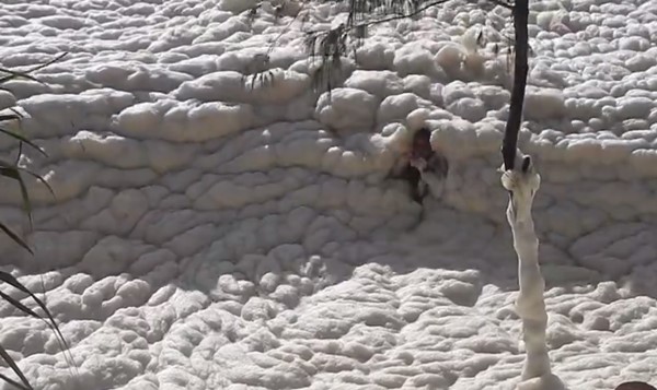 ชายยืนให้คลื่นโฟมซัด กลางปรากฏการณ์ทะเลโฟมในออสเตรเลีย ชายยืนให้คลื่นโฟมซัด กลางปรากฏการณ์ทะเลโฟมในออสเตรเลีย