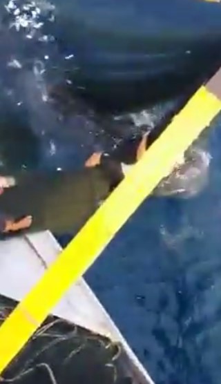 ฉลามวาฬติดอวน ฉลามวาฬติดอวน