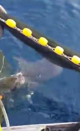 ฉลามวาฬติดอวน ฉลามวาฬติดอวน