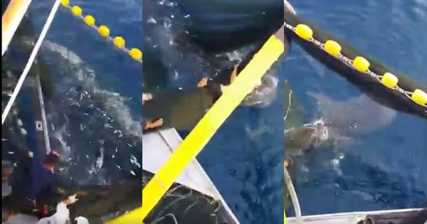 ฉลามวาฬติดอวน ฉลามวาฬติดอวน