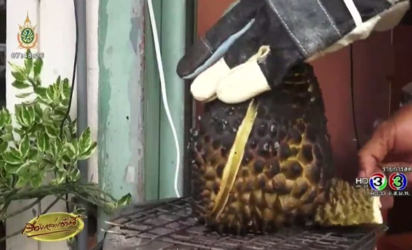 ทุเรียนเผา ทุเรียนเผา