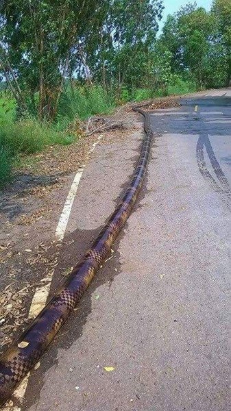 สายยาง สายยาง