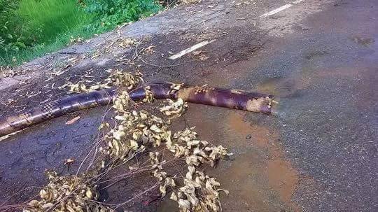 สายยาง สายยาง