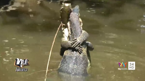 ตัวเงินตัวทอง ตัวเงินตัวทอง