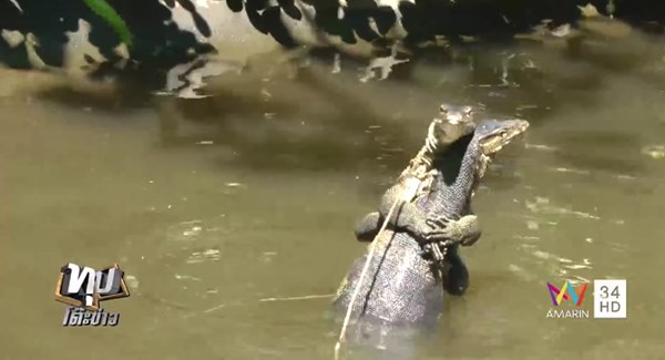 ตัวเงินตัวทอง ตัวเงินตัวทอง