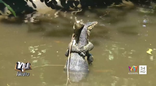 ตัวเงินตัวทอง ตัวเงินตัวทอง