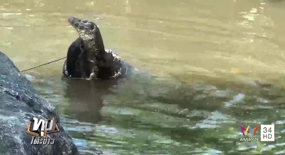 ตัวเงินตัวทอง ตัวเงินตัวทอง