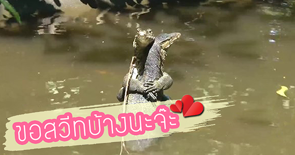 ตัวเงินตัวทอง ตัวเงินตัวทอง