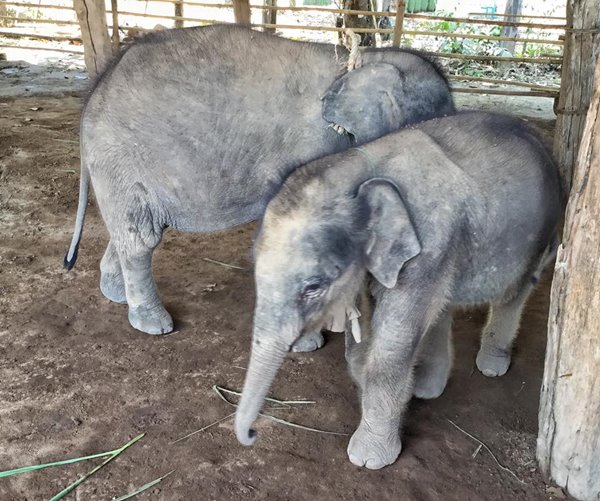 ไอยราเมย์ ไอยราเมย์