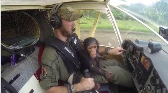 นักบินช่วยลูกชิมแปนซีกำพร้า นักบินช่วยลูกชิมแปนซีกำพร้า