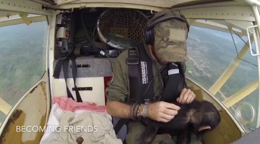 นักบินช่วยลูกชิมแปนซีกำพร้า นักบินช่วยลูกชิมแปนซีกำพร้า