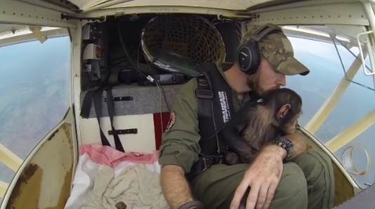 นักบินช่วยลูกชิมแปนซีกำพร้า นักบินช่วยลูกชิมแปนซีกำพร้า