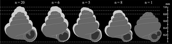 หอยทาก หอยทาก
