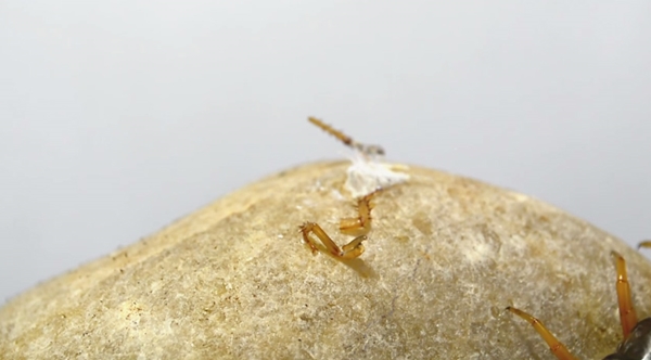 ตะขาบกินแมลงสาบ ตะขาบกินแมลงสาบ