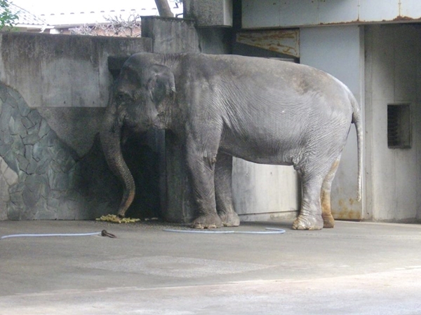 ฮานาโกะ ฮานาโกะ