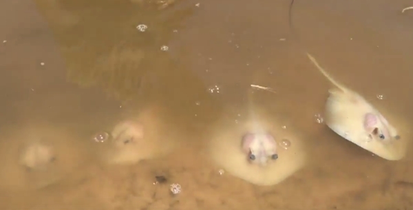 คลิปนาทีอัศจรรย์ เด็ก 12 ช่วยทำคลอดปลากระเบน คลิปนาทีอัศจรรย์ เด็ก 12 ช่วยทำคลอดปลากระเบน